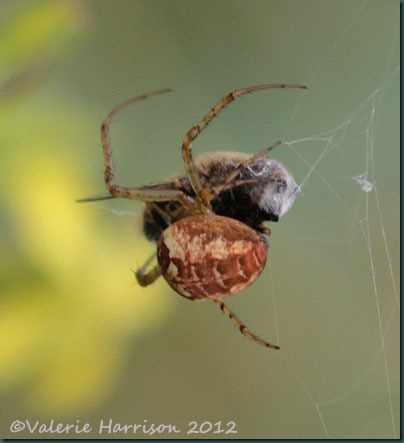 19-spider