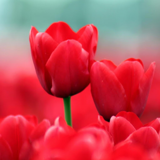 Hd-172162-ascw172162