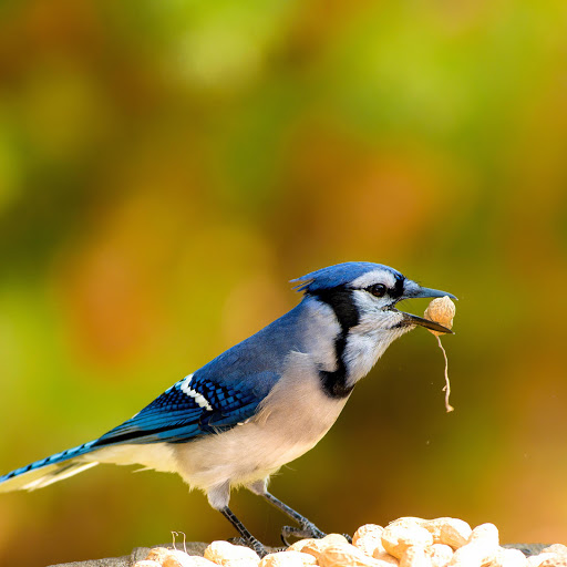 Hd-181262-ascw181262