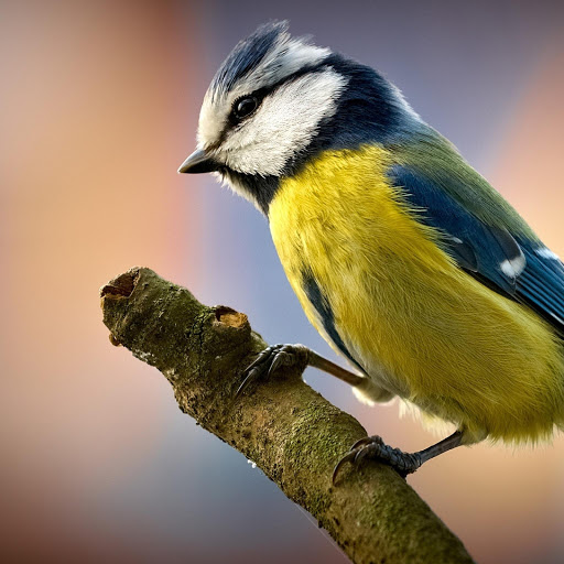 Hd-185950-ascw185950