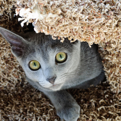 Hd-137450-ascw137450