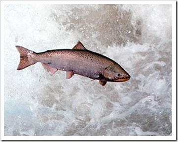 salmon-population-1