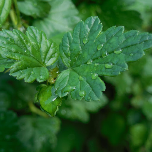 Hd-163521-ascw163521