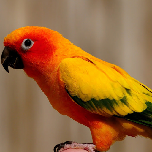 Hd-155019-ascw155019