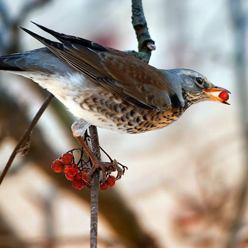 Hd-150238-ascw150238