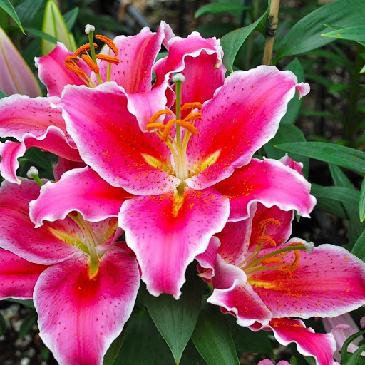 Hd-143635-ascw143635