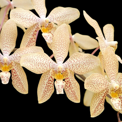 Hd-142840-ascw142840