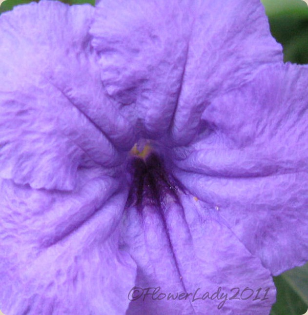 10-08-mexican-petunia2