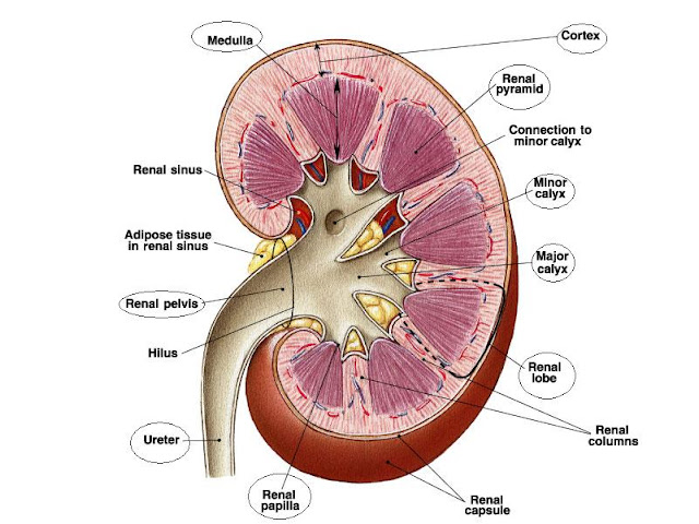 kidney detail