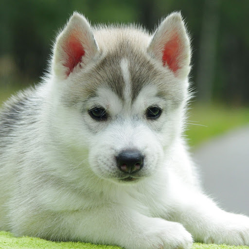 Hd-155794-ascw155794