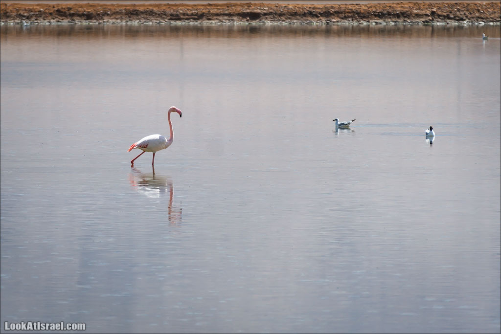 LookAtIsrael.com: Фото-блог о путешествиях по Израилю. Тель Авив, Иерусалим, Хайфа 