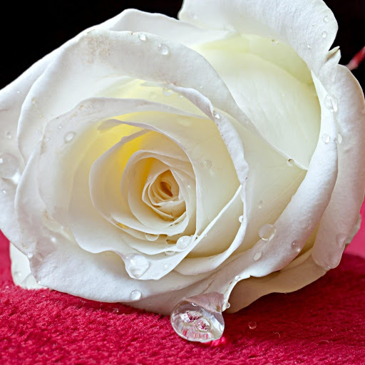 Hd-177177-ascw177177