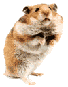 hamster19 hamster19