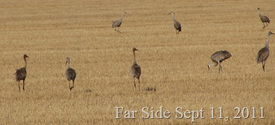 Sandhill Cranes closer Sept 11