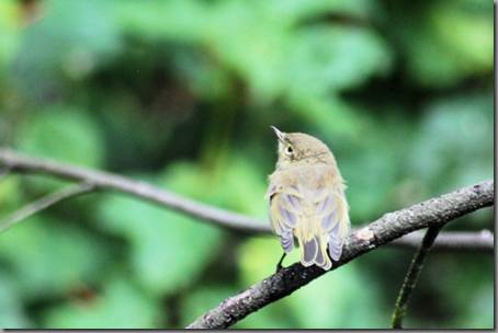 Juvenile Willow Warbler (low res png)