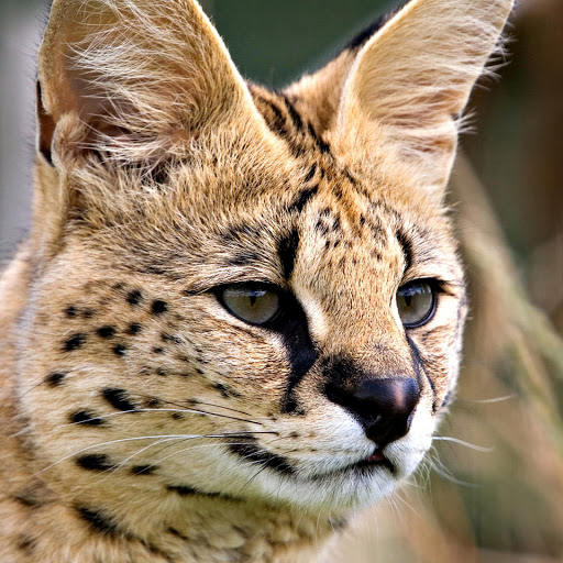 Hd-145562-ascw145562