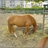 Jugendfarm Moritzhof - Pferde