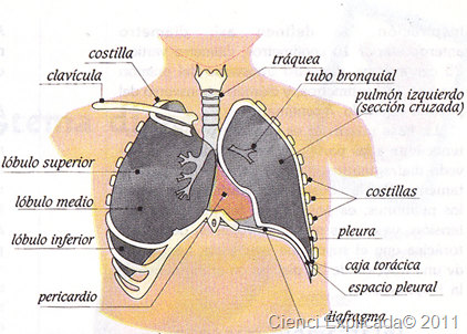 imagenes pulmones