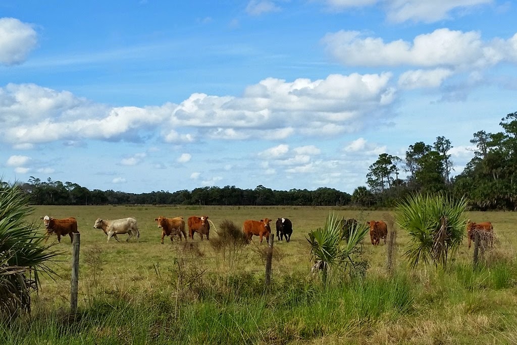 [Cows%2520and%2520clouds%255B3%255D.jpg]