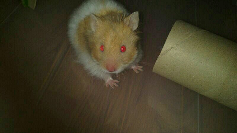 Mi Hamster No Sale De Su Casa