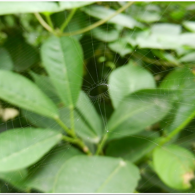Spider Web in Garden, JMI