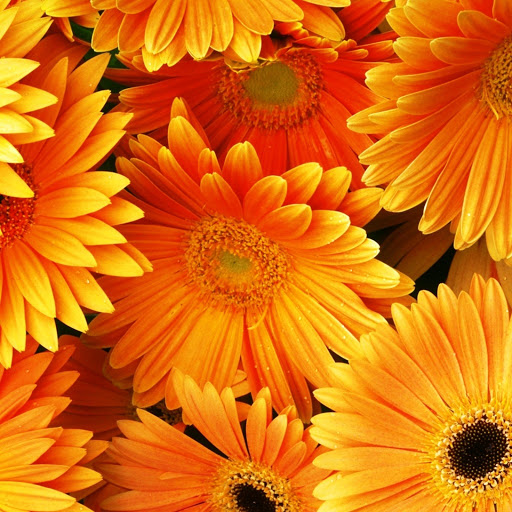 Hd-146379-ascw146379