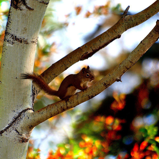 Hd-171283-ascw171283