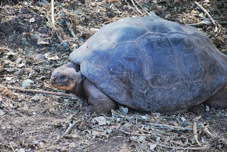Imagini Galapagos: testoasa gigant