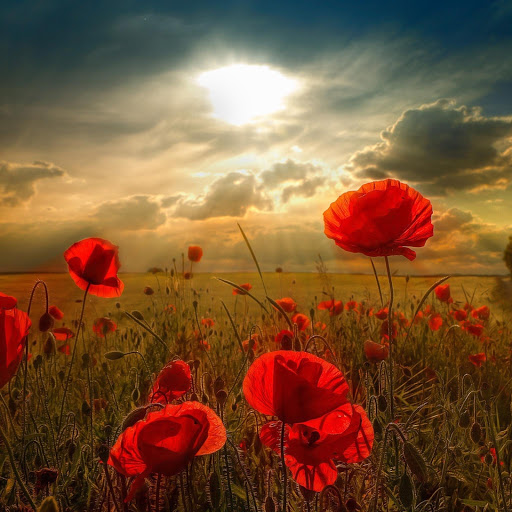 Hd-169903-ascw169903