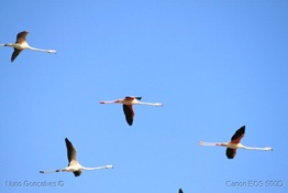 [53]_Flamingos_(phoenicopterus_roseus)