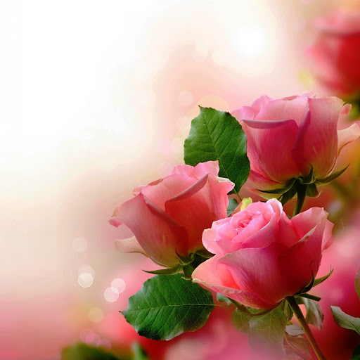 Hd-146095-ascw146095