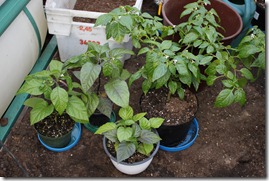 IMG_6468 IMG_6468