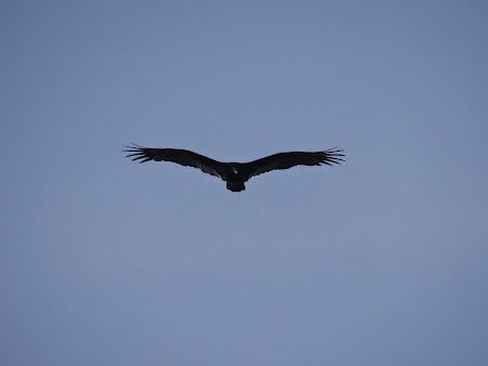 30. Vultur Costa Rica.JPG