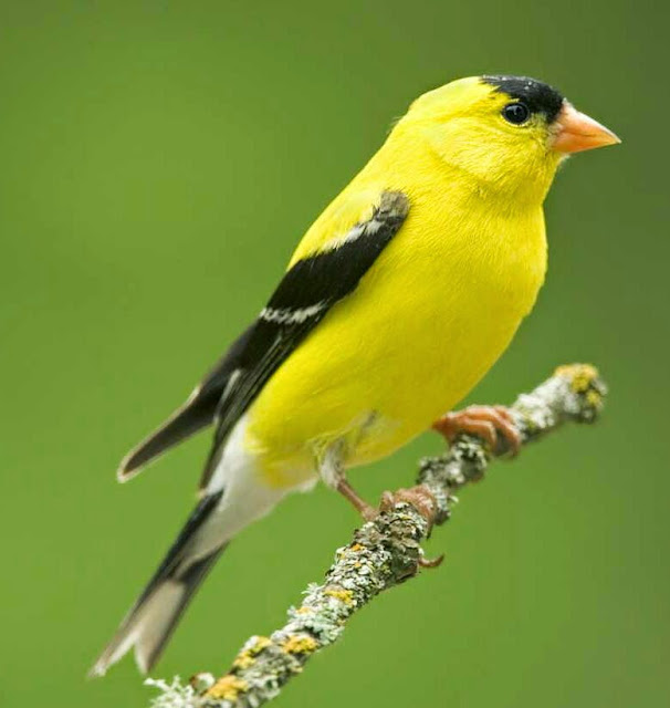 Suara burung american goldfinch Suara burung american goldfinch