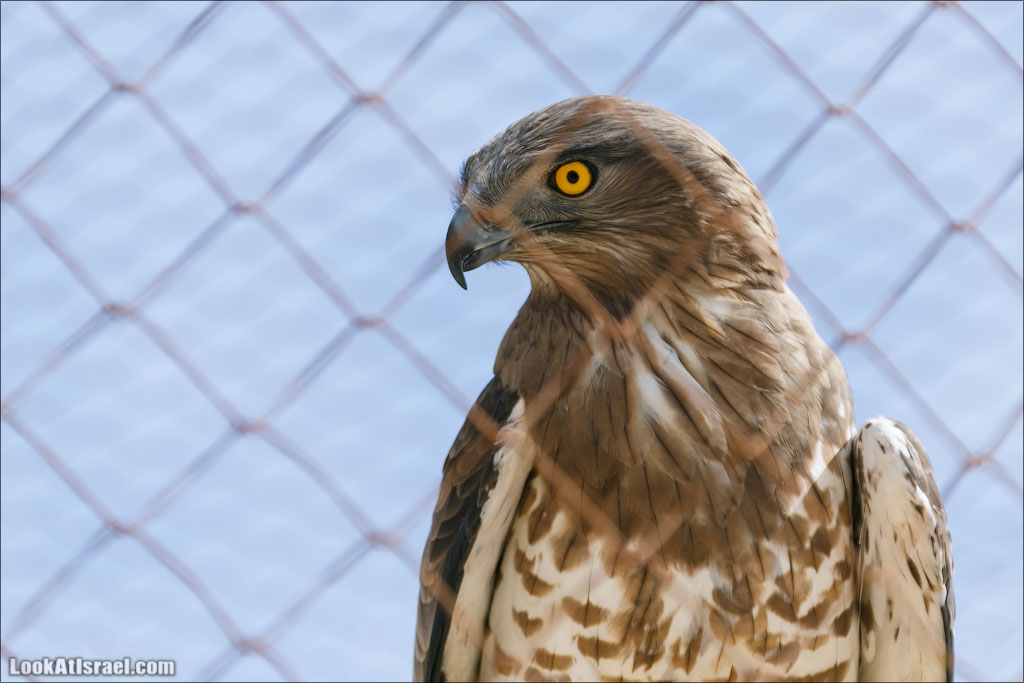 LookAtIsrael.com - Заповедник библейских животных Хай Бар | Hai Bar reserve | חי בר