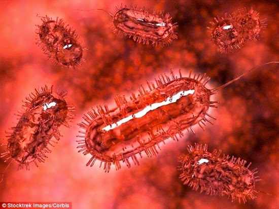 bactérias do intestino humano