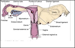 female genital system