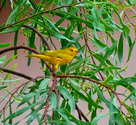 2. yellow warbler-kab
