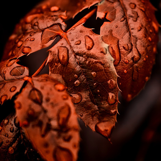 Hd-131549-ascw131549