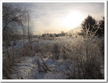 20120126_frost_010