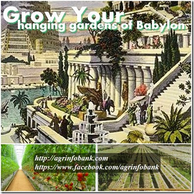 grow your hanging gardens of Babylon