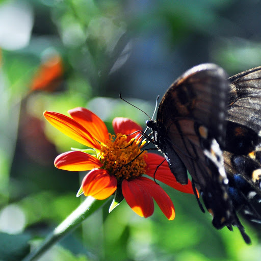 Hd-173093-ascw173093