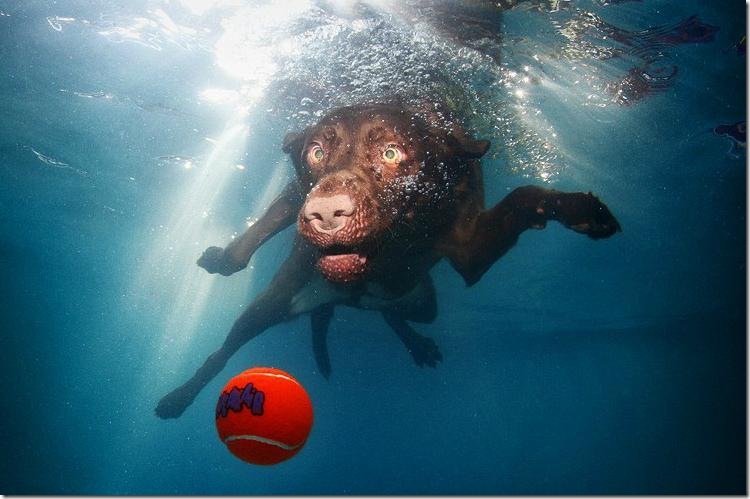 Underwater-Dogs-6