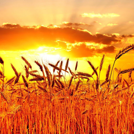 Hd-141503-ascw141503