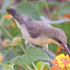 Purple sunbird (female)