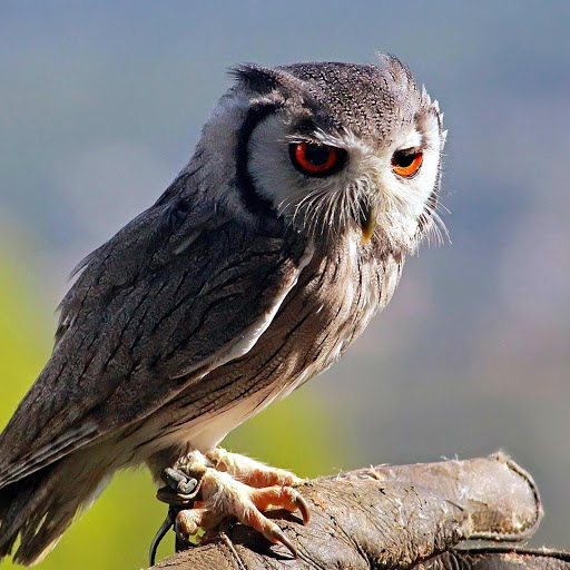 Hd-179059-ascw179059