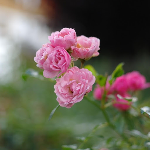 Hd-177200-ascw177200