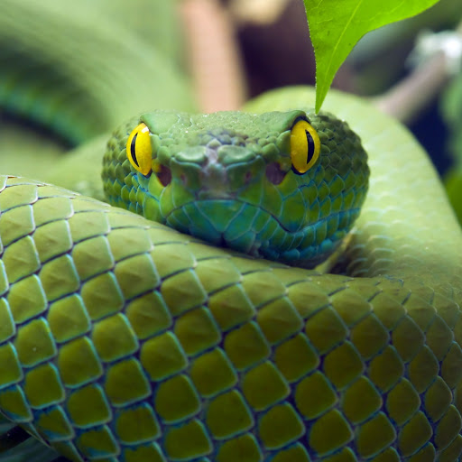 Hd-133093-ascw133093