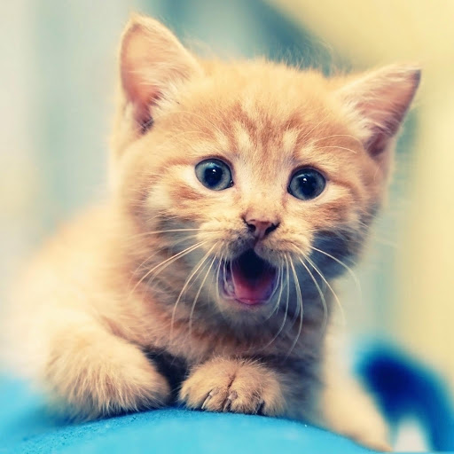 Hd-155088-ascw155088