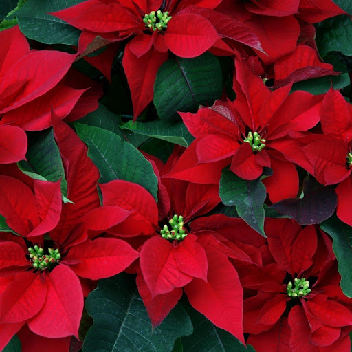 Hd-153330-ascw153330